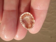 Siphonaria denticulata