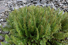 Polystichum cystostegium
