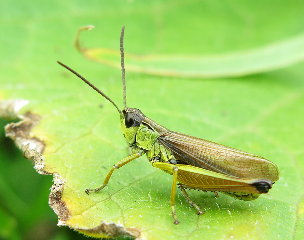 Altichorthippus