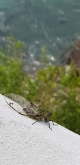 Amphipsalta zelandica