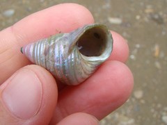 Micrelenchus purpureus