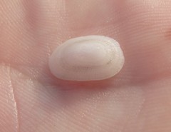 Tugali parmophoidea