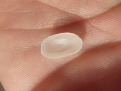 Tugali parmophoidea
