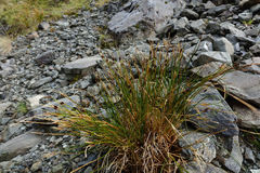 Marsippospermum gracile