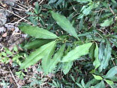 Ardisia quinquegona