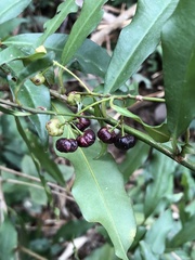 Ardisia quinquegona