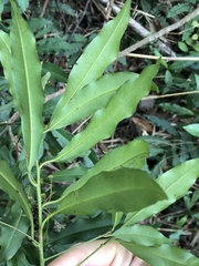 Ardisia quinquegona