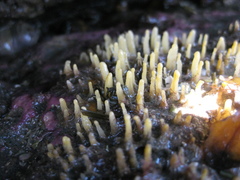Ciocalypta