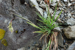 Poa novae-zelandiae