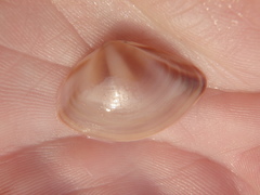 Austromactra rufescens