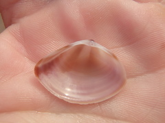 Austromactra rufescens