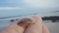 Austromactra rufescens