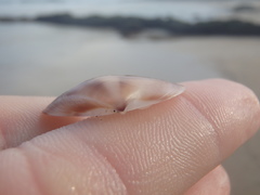 Austromactra rufescens