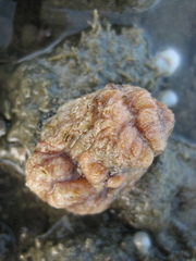 Styelidae