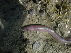 Conger monganius