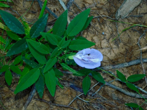 Atlantic pigeonwings (Clitoria mariana)
