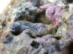 Asterocarpa coerulea