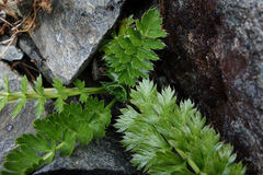 Anisotome pilifera