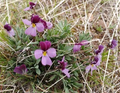 Viola trinervata