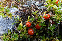 Coprosma perpusilla perpusilla