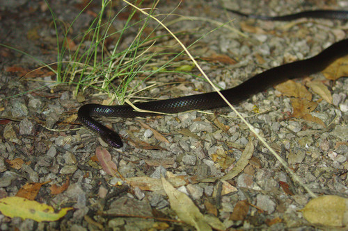 Photo of a Small-eyed Snake (Cryptophis nigrescens)