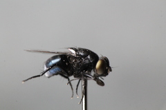 Australophyra rostrata