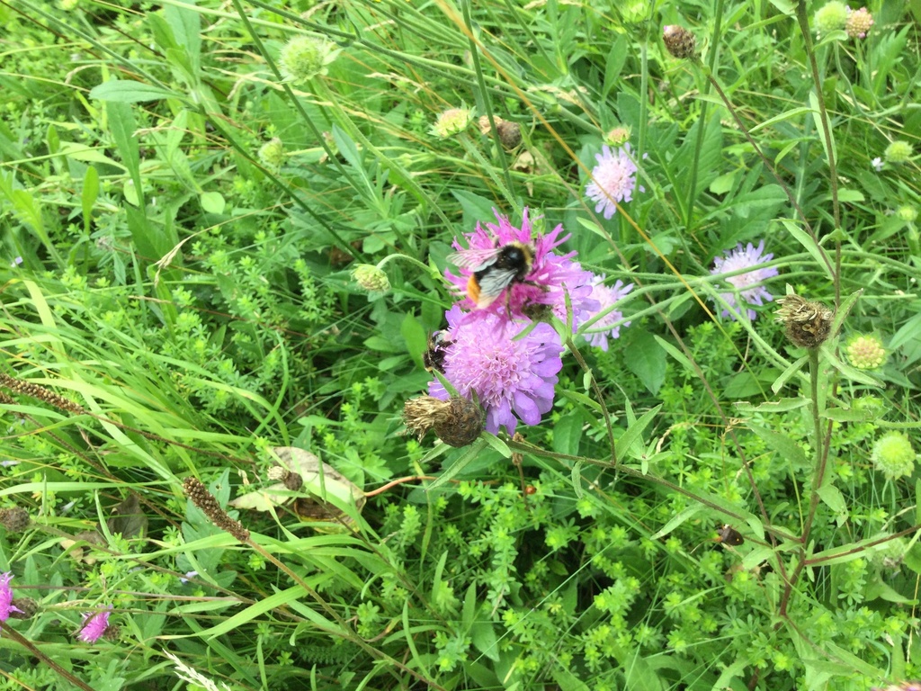 Bumble Bees from Whiteway, Salisbury, England, GB on July 31, 2023 at ...