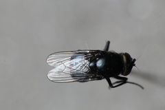 Australophyra rostrata