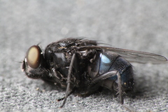 Australophyra rostrata