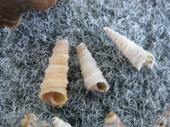 Stiracolpus