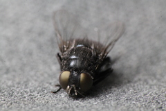 Australophyra rostrata