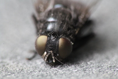 Australophyra rostrata