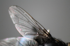 Australophyra rostrata