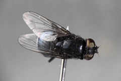 Australophyra rostrata