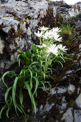 Dolichoglottis scorzoneroides