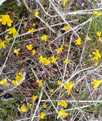 Crocidium multicaule