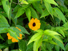 Thunbergia alata image