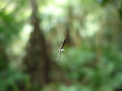 Miagrammopes orientalis