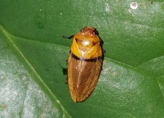 Monecphora cingulata
