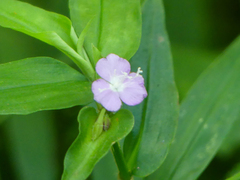 Tradescantia poelliae image