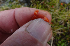 Coprosma perpusilla perpusilla