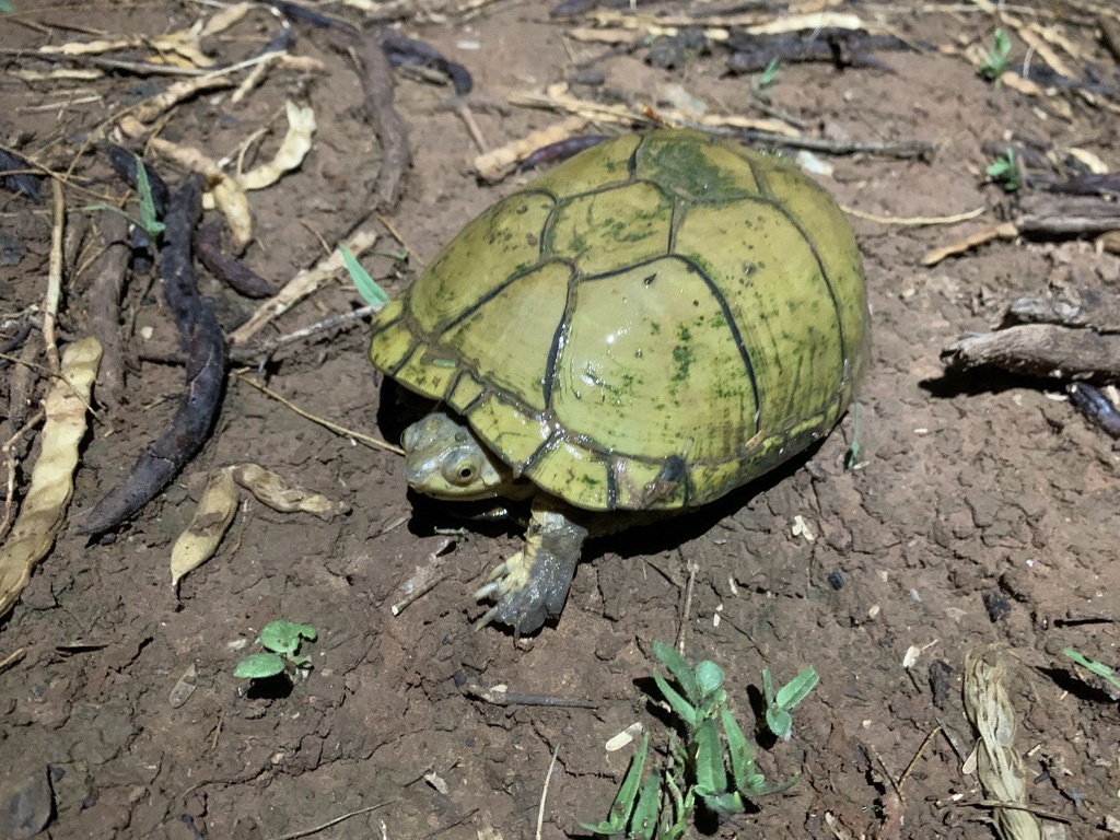 Arizona Mud Turtle from Haciendas Real del Catorce, 83310 Son., México ...