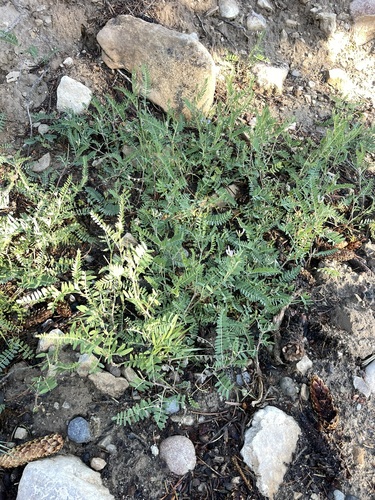 Image of Tibet Milkvetch (Astragalus tibetanus) by (c) Brandon Corder, some rights reserved (CC BY)