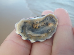 Batillaria australis