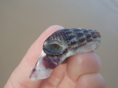 Batillaria australis