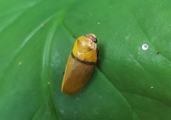 Monecphora cingulata