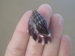 Batillaria australis