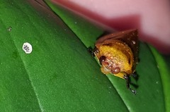 Monecphora cingulata