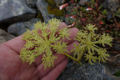 Anisotome pilifera