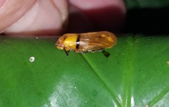 Monecphora cingulata